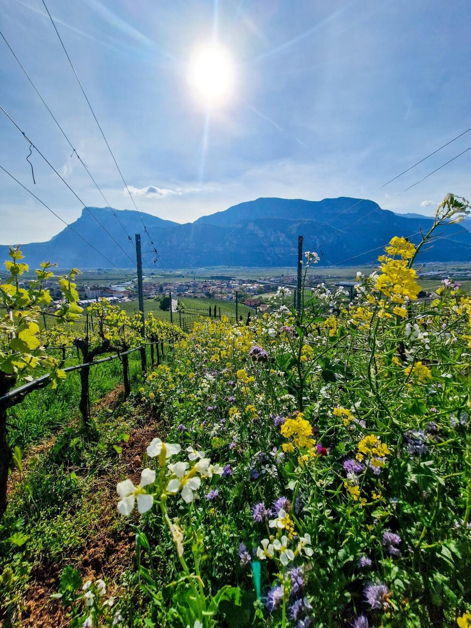 San Michele allʼAdige Hotel Garni La Vigna - Adult Friendly מראה חיצוני תמונה